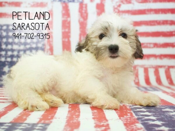 Teddy Bear-DOG-Male-brown white-23865-Dream Tails Sarasota, Florida