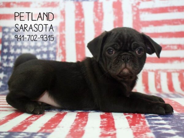Pug — adopted from Dreamtails