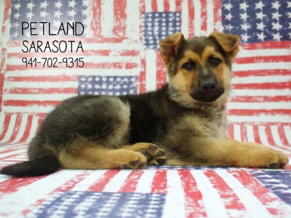 German Shepherd — adopted from Dreamtails