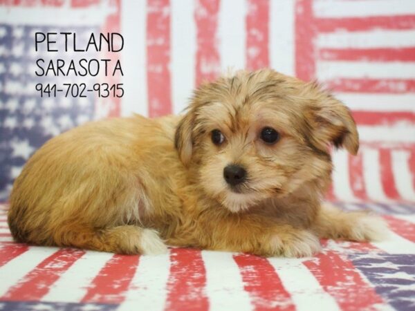 Shorkie-DOG-Female-Beige-23871-Dream Tails Sarasota, Florida
