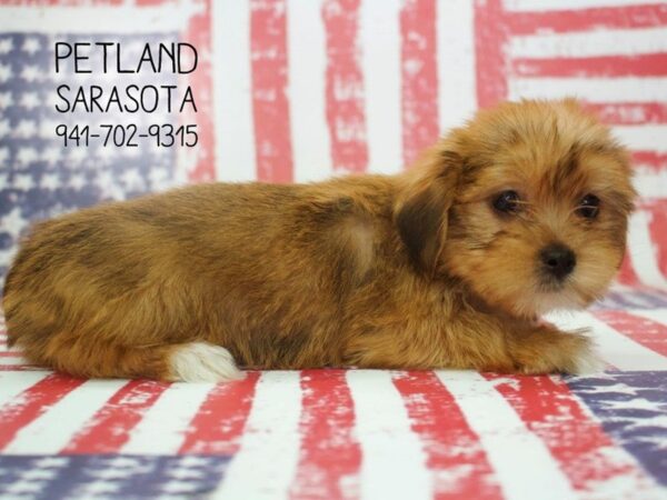 Shorkie-DOG-Female-Beige-23872-Dream Tails Sarasota, Florida