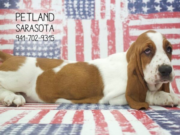 Basset Hound-DOG-Female-Red / White-23875-Dream Tails Sarasota, Florida