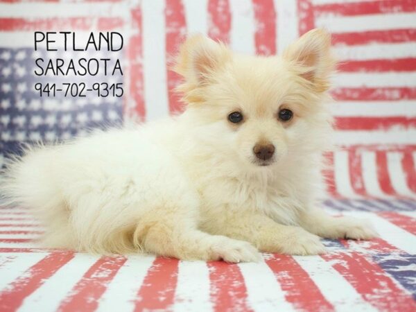 Pomeranian-DOG-Female-Cream-23876-Dream Tails Sarasota, Florida