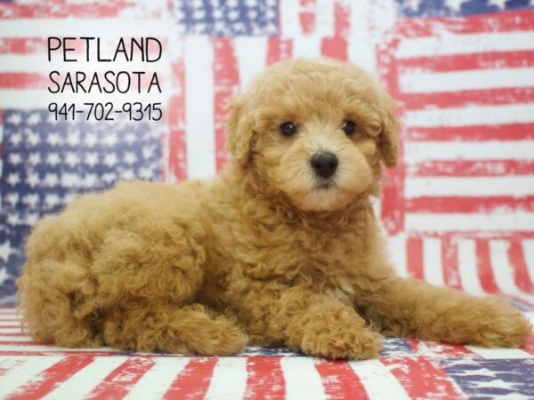 Poodle-DOG-Male-Apricot-23877-Dream Tails Sarasota, Florida