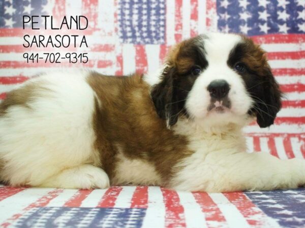 Saint Bernard — adopted from Dreamtails