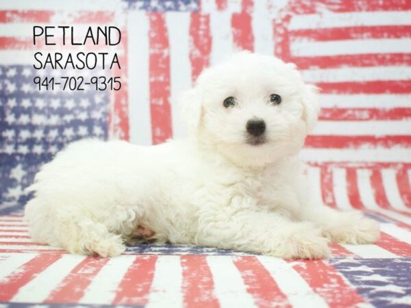 Bichapoo-DOG-Female-White-23879-Dream Tails Sarasota, Florida