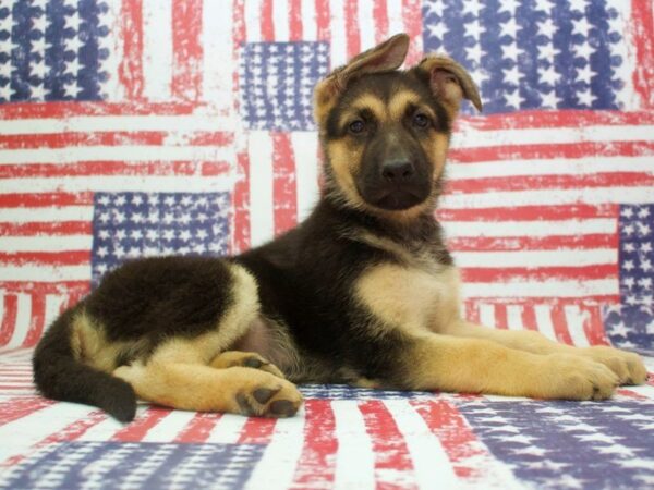 German Shepherd Dog-DOG-Male-Black / Tan-23880-Dream Tails Sarasota, Florida