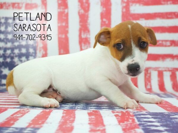 Jack Russell Terrier-DOG-Male-White / Brown-23881-Dream Tails Sarasota, Florida