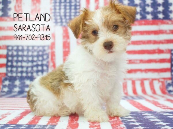 Schnoodle-DOG-Female-sbl & wh-23882-Dream Tails Sarasota, Florida