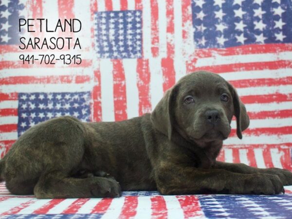 Cane Corso — adopted from Dreamtails