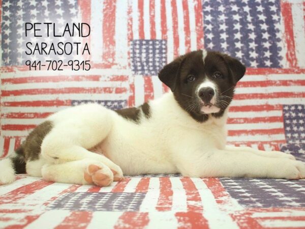 Akita-DOG-Male-BLK BRDL:PNTO-23886-Dream Tails Sarasota, Florida