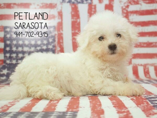 Bichon Frise-DOG-Male-WH-23887-Dream Tails Sarasota, Florida