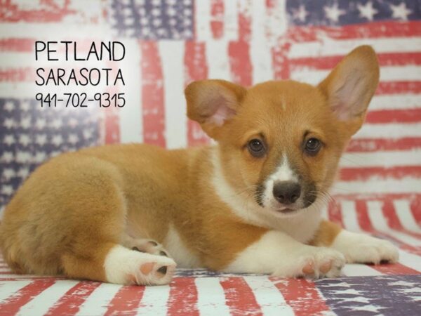 Pembroke Welsh Corgi-DOG-Male-SBL:WH MKGS-23890-Dream Tails Sarasota, Florida
