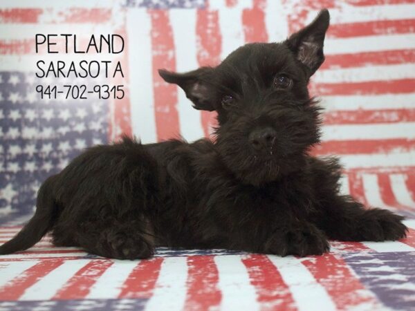 Scottish Terrier-DOG-Male-BLK-23891-Dream Tails Sarasota, Florida
