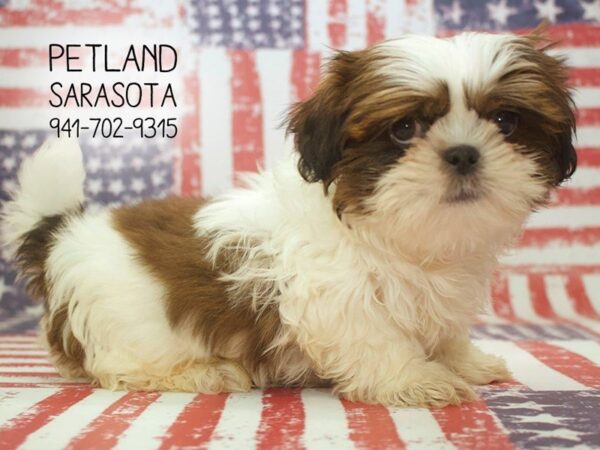 Shih Tzu-DOG-Male-RD & WH-23892-Dream Tails Sarasota, Florida
