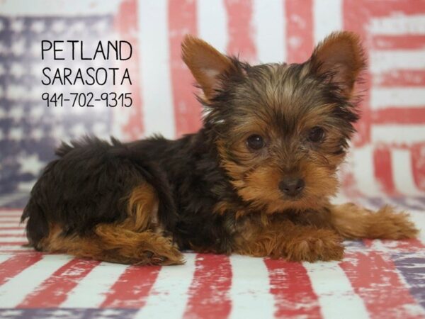 Yorkshire Terrier-DOG-Male-BLK & TN-23893-Dream Tails Sarasota, Florida
