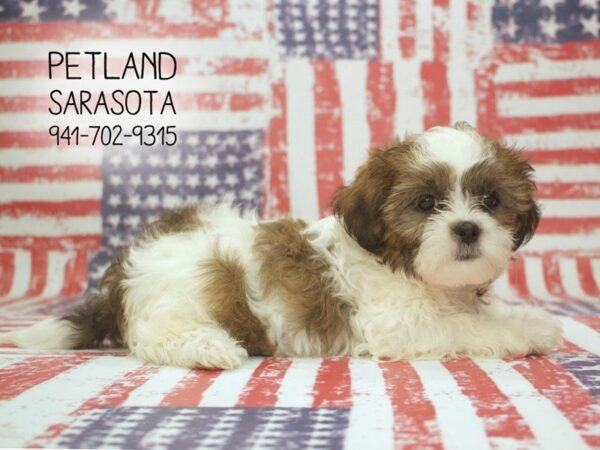 Zuchon-DOG-Female-GLD & WH-23894-Dream Tails Sarasota, Florida