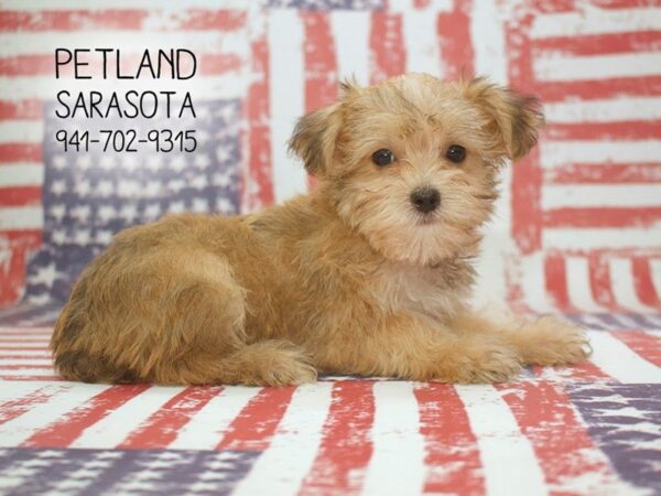 Morkie-DOG-Male-GLD-23898-Dream Tails Sarasota, Florida