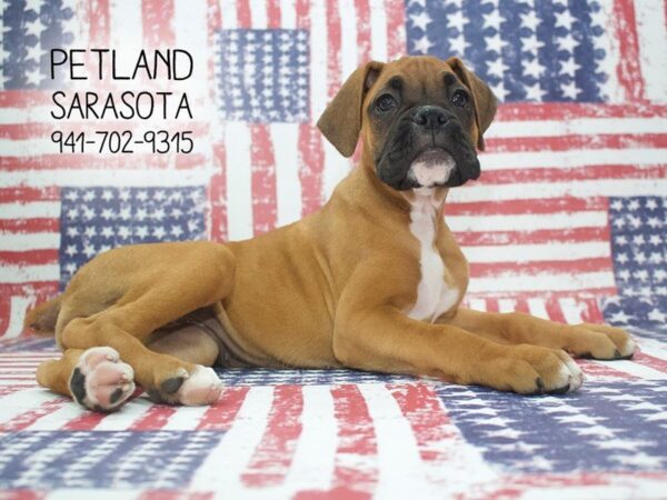 Boxer-DOG-Female-Fawn-23899-Dream Tails Sarasota, Florida