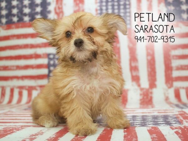 Yorkie/Bichon-DOG-Female-Gold Sable-23904-Dream Tails Sarasota, Florida