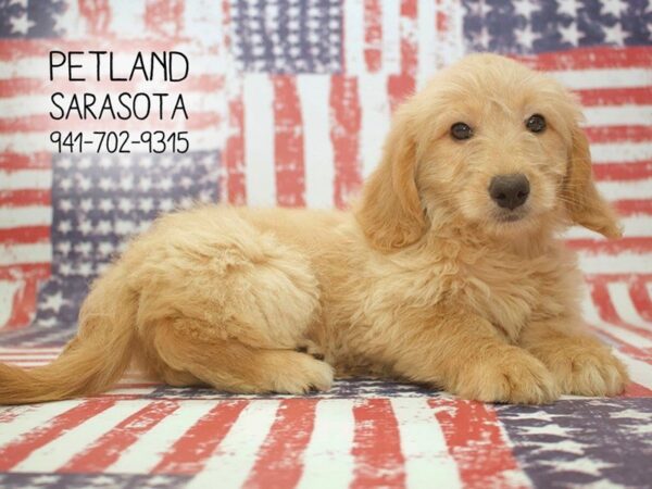 Miniature Goldendoodle — adopted from Dreamtails