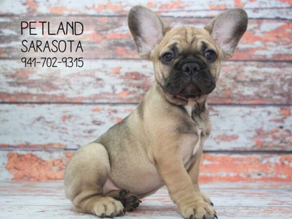 French Bulldog-DOG-Male-Fawn-23908-Dream Tails Sarasota, Florida