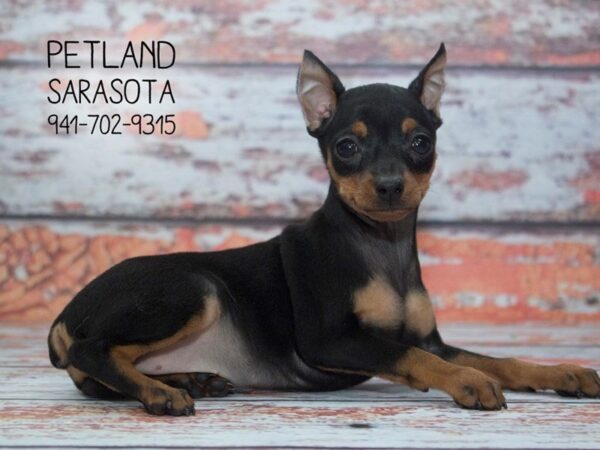 Miniature Pinscher-DOG-Female-Black / Tan-23909-Dream Tails Sarasota, Florida
