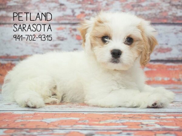Cavachon-DOG-Female-wh rd mkgs-23910-Dream Tails Sarasota, Florida