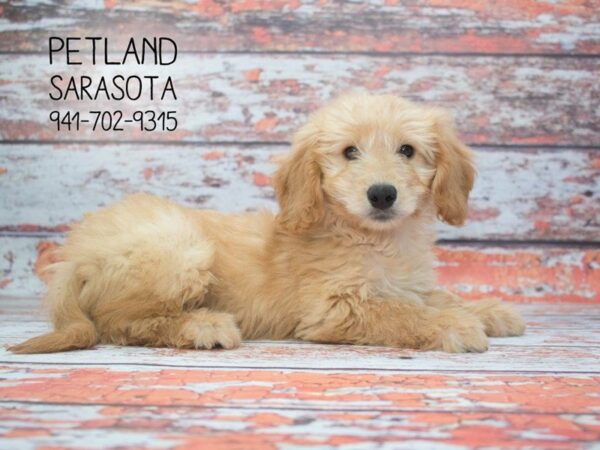 Goldendoodle Mini-DOG-Female-Golden-23911-Dream Tails Sarasota, Florida