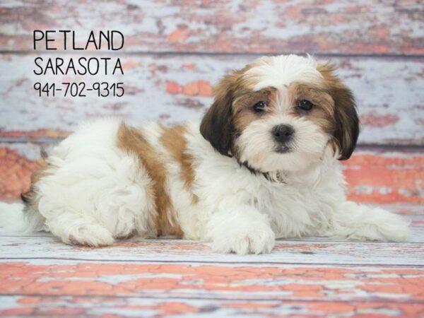 Poodle/Shih Tzu-DOG-Female-rd & wh-23912-Dream Tails Sarasota, Florida
