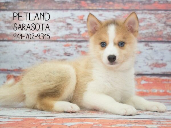 Pomsky-DOG-Male-Red / White-23913-Dream Tails Sarasota, Florida