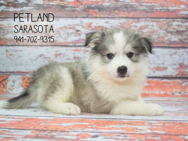 Huskimo-DOG-Male-Black White-23914-Dream Tails Sarasota, Florida