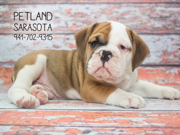 3/4 bulldog 1/4 beagle-DOG-Male-FAWN WHITE-23916-Dream Tails Sarasota, Florida