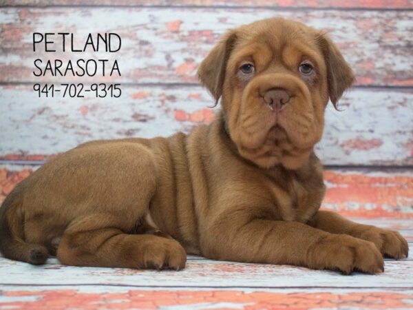 Mini Hippo-DOG-Female-Fawn Wht-23917-Dream Tails Sarasota, Florida