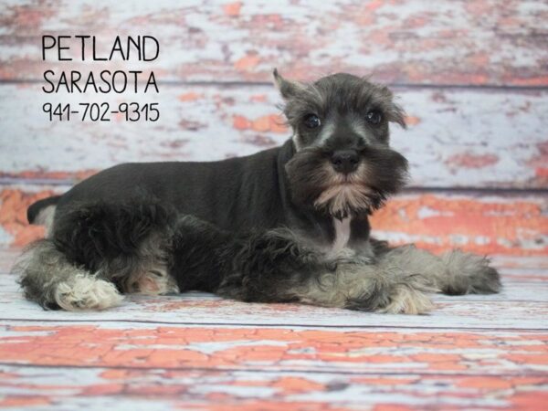 Miniature Schnauzer-DOG-Male-SALT PEPPER-23918-Dream Tails Sarasota, Florida