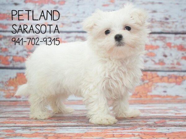 Maltese-DOG-Female-WH-23919-Dream Tails Sarasota, Florida