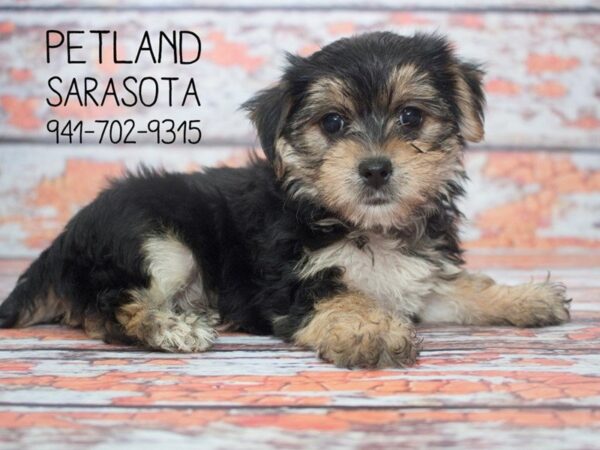 Morkie-DOG-Female-BLK & TN-23920-Dream Tails Sarasota, Florida