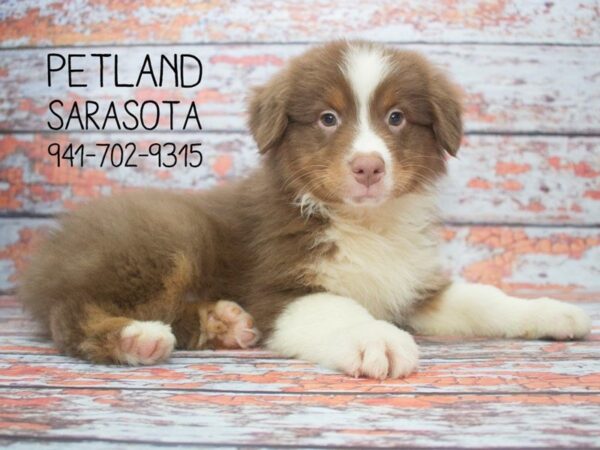 Australian Shepherd-DOG-Female-Red-23924-Dream Tails Sarasota, Florida