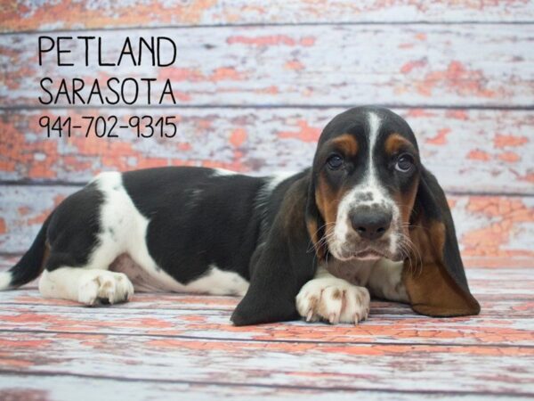 Basset Hound-DOG-Male-Black Tan / White-23925-Dream Tails Sarasota, Florida