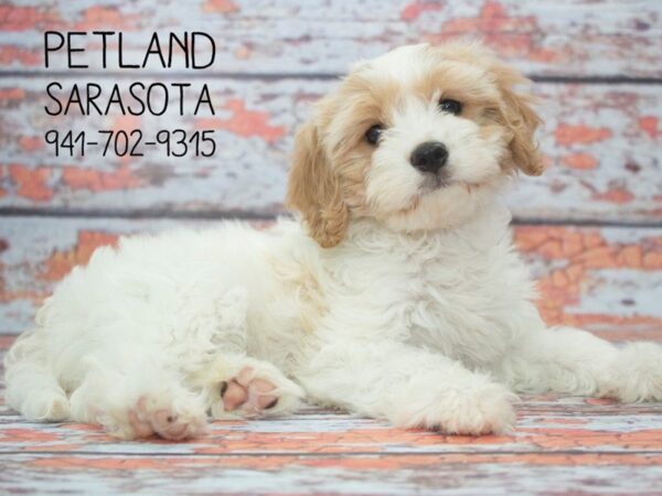 Cavachon-DOG-Female-br & wh-23927-Dream Tails Sarasota, Florida