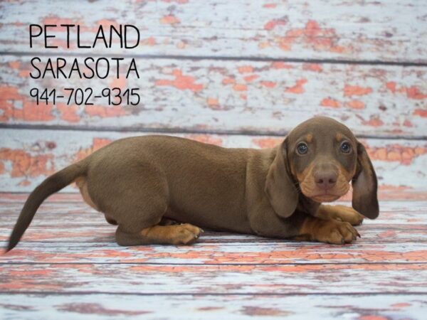 Dachshund-DOG-Male-chlt-23928-Dream Tails Sarasota, Florida