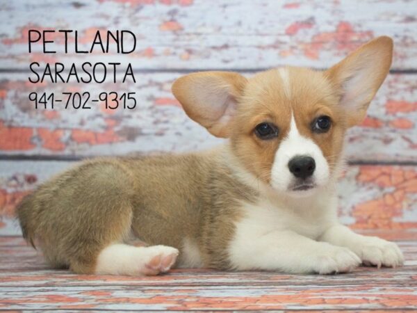 Pembroke Welsh Corgi-DOG-Male-Sable / White-23930-Dream Tails Sarasota, Florida
