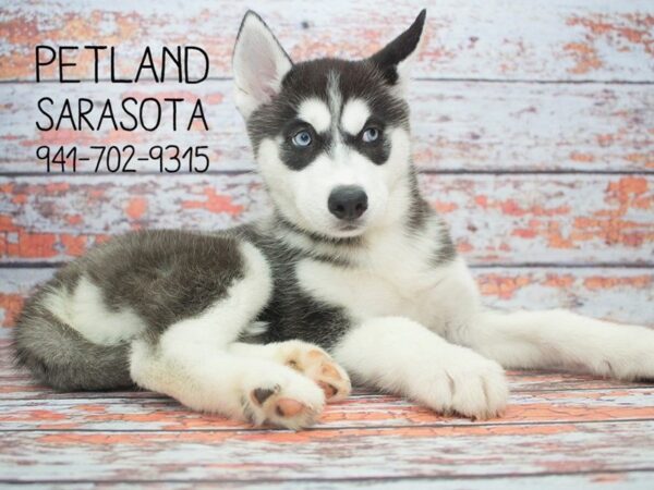 Siberian Husky-DOG-Female-Black / White-23932-Dream Tails Sarasota, Florida