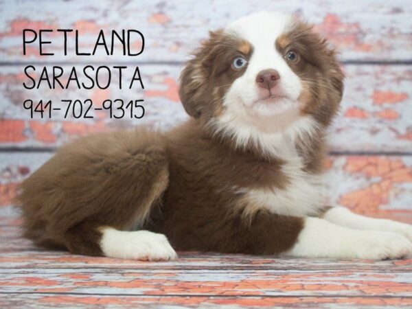 Miniature Australian Shepherd-DOG-Female-Chocolate-23933-Dream Tails Sarasota, Florida