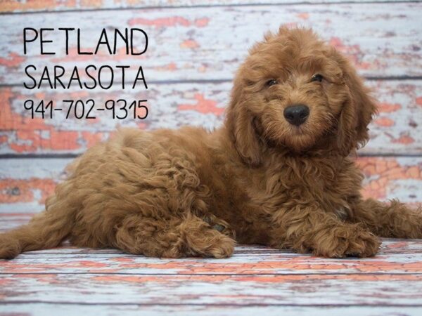 Miniature Goldendoodle-DOG-Male-Red-23934-Dream Tails Sarasota, Florida