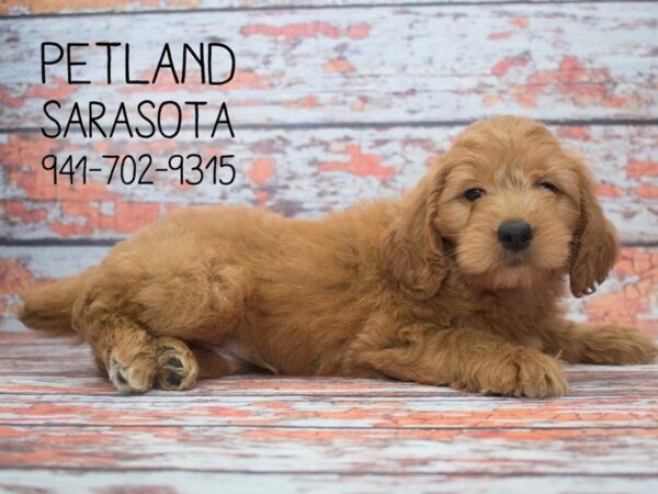 Miniature Goldendoodle-DOG-Male-Light Golden-23936-Dream Tails Sarasota, Florida