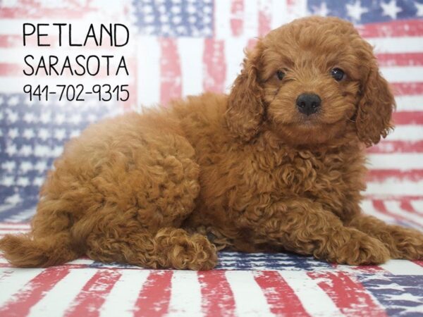 Miniature Goldendoodle 2nd Gen-DOG-Male-Apricot-23937-Dream Tails Sarasota, Florida