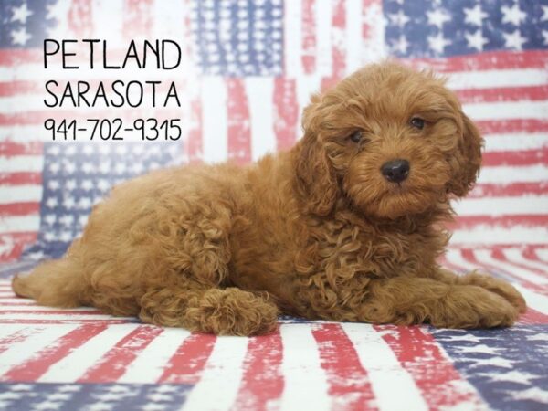 Miniature Goldendoodle 2nd Gen-DOG-Male-Apricot-23939-Dream Tails Sarasota, Florida