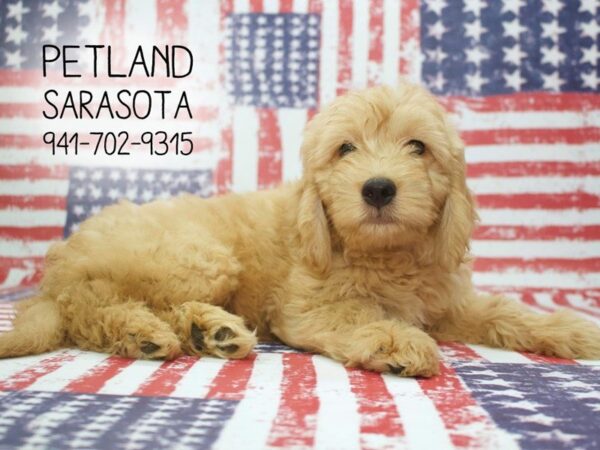 Miniature Goldendoodle-DOG-Male-Light Golden-23941-Dream Tails Sarasota, Florida