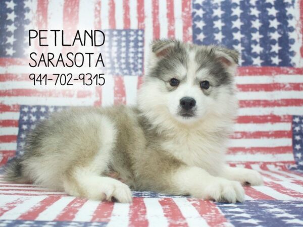 Huskimo-DOG-Male-SILVER WHITE-23942-Dream Tails Sarasota, Florida